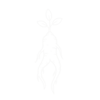 Korean Panax Ginseng