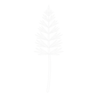 Horsetail