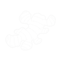 Ginger Root