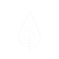 Nettle Leaf